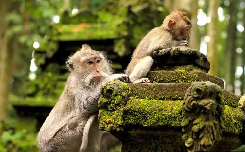 200 Hour Yoga Sangeh Monkey Forest